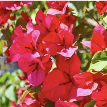 Bougainvillea 'San Diego Red' 