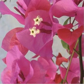 Bougainvillea 'James Walker' 