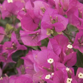 Bougainvillea 'Monas' 