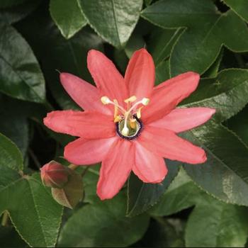 Passiflora jamesonii 'Coral Sea' 