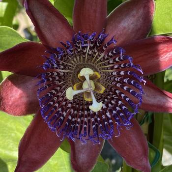 Passiflora phoenicia 'Ruby Glow' 