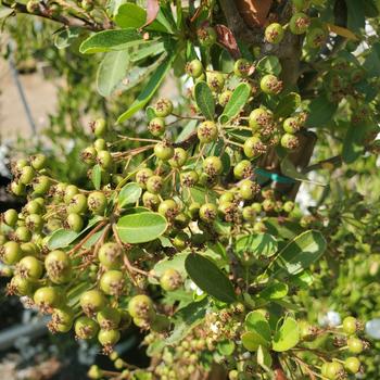 Pyracantha fortuneana 'Graberi' 