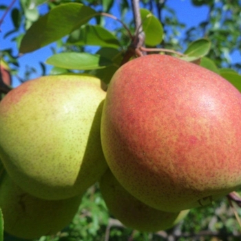 Pyrus communis 'Flemish Beauty' 