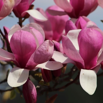 Magnolia x soulangeana 'Rustica Rubra' 