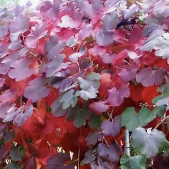 Vitis californica 'Roger's Red' 