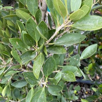 Ficus microcarpa 'Nitida' 