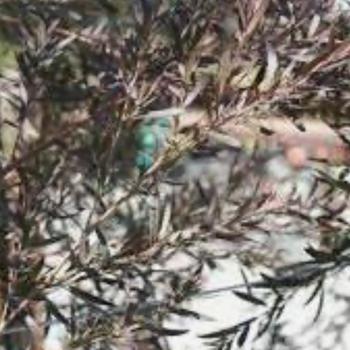 Leptospermum scoparium 'Dark Shadows' 