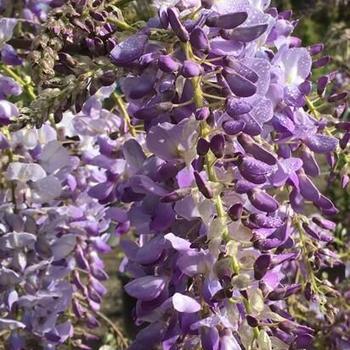 Wisteria sinensis 'Cooke's Purple™' 