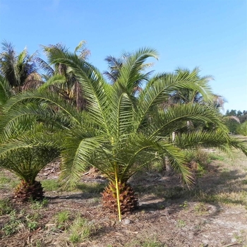 Phoenix canariesis x reclinata