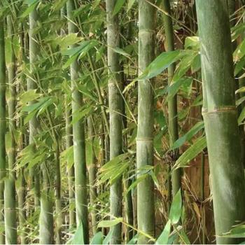 Bambusa oldhamii