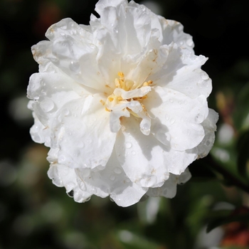 Camellia sasanqua 'Mine-No-Yuki' 