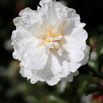 Camellia sasanqua 'Mine-No-Yuki' 