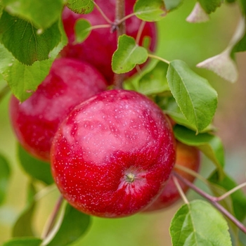 Malus 'MN80' 