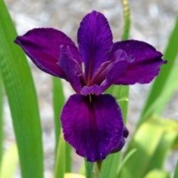 Iris 'Jeri' 