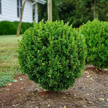 Buxus 'SB300' 