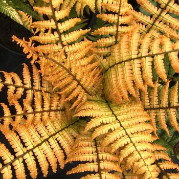 Dryopteris wallichiana 'Jurassic Gold'