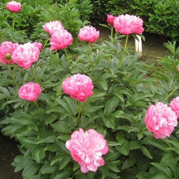 Paeonia 'Joker' 