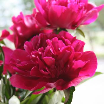 Paeonia lactiflora 'Big Ben' 