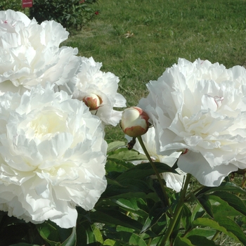 Paeonia lactiflora 'Marie Lemoine' 