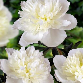 Paeonia lactiflora 'Duchess de Nemours'