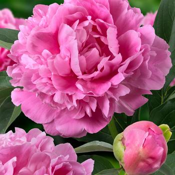 Paeonia lactiflora 'Jacorma' 