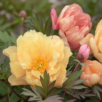 Paeonia 'Singing in the Rain' 