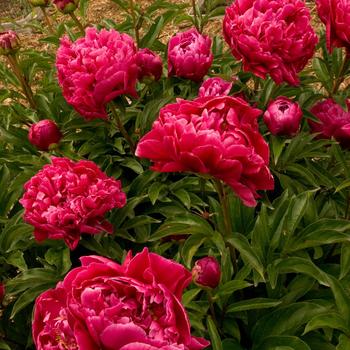 Paeonia lactiflora 'Karl Rosenfeld'