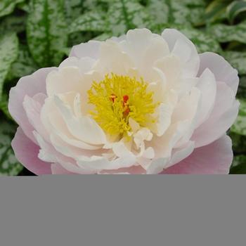 Paeonia lactiflora 'Lady Alexandra Duff'