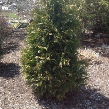 Thuja 'Junior Giant' 