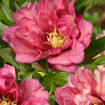 Paeonia 'Hillary'