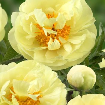 Paeonia lactiflora 'Lemon Chiffon'