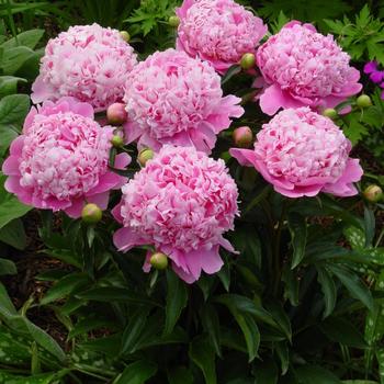 Paeonia lactiflora 'Monsieur Jules Elie'