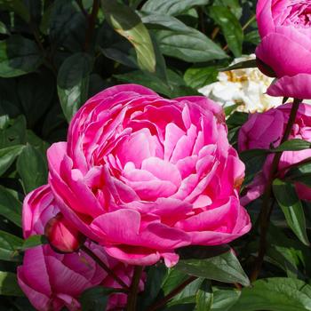 Paeonia lactiflora 'Margaret Truman'