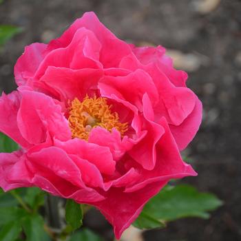 Paeonia 'Paula Fay'