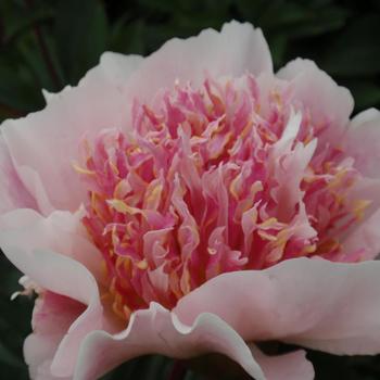 Paeonia lactiflora 'Do Tell' 