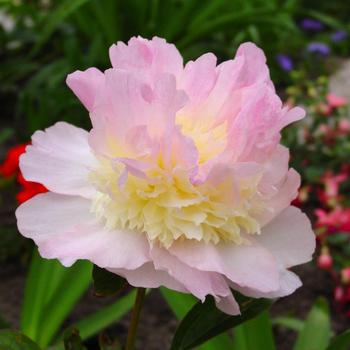 Paeonia 'Raspberry Sundae'