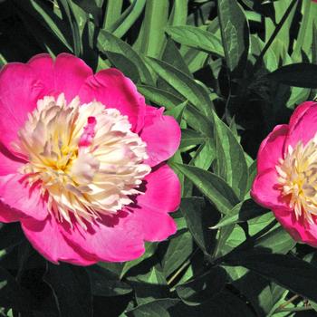 Paeonia lactiflora 'Gay Paree'