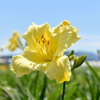 Hemerocallis 'Fragrant Returns' 
