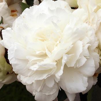 Paeonia lactiflora 'Ann Cousins'