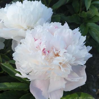 Paeonia lactiflora 'Pecher' 