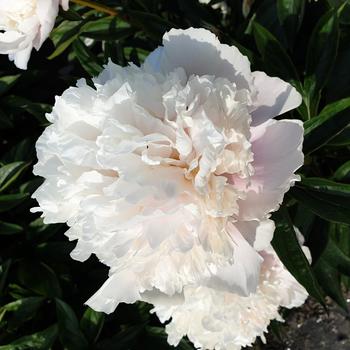 Paeonia lactiflora 'Madame Calot'