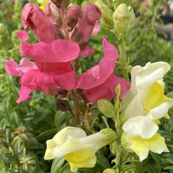 Antirrhinum majus