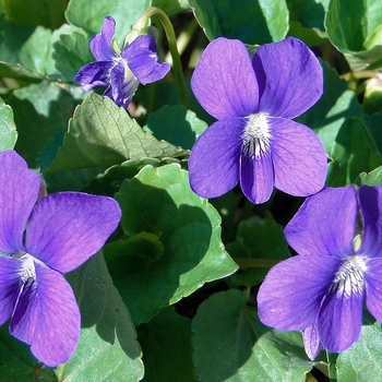 Viola missouriensis