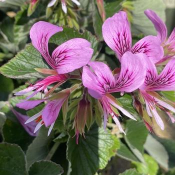 Pelargonium cordifolium