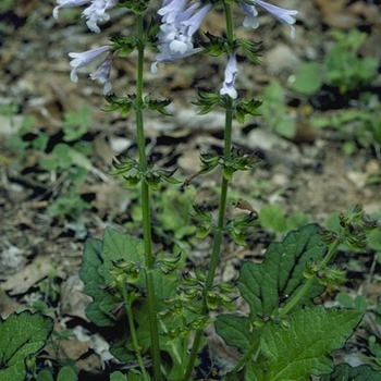 Salvia lyrata