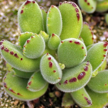 Cotyledon tomentosa f. variegata