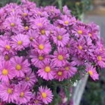 Chrysanthemum x morifolium 'Mammoth Lavender Daisy' 