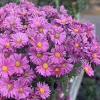 Chrysanthemum x morifolium 'Lavender Daisy' PP19831