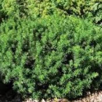 Taxus cuspidata 'Morden' 