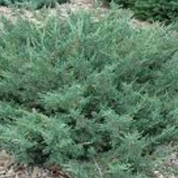 Juniperus communis 'Mondap' 
